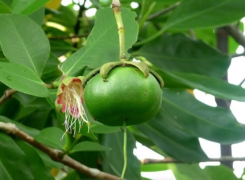 Loại quả nghe tên đã thấy nghèo, giờ thành đặc sản xuất khẩu